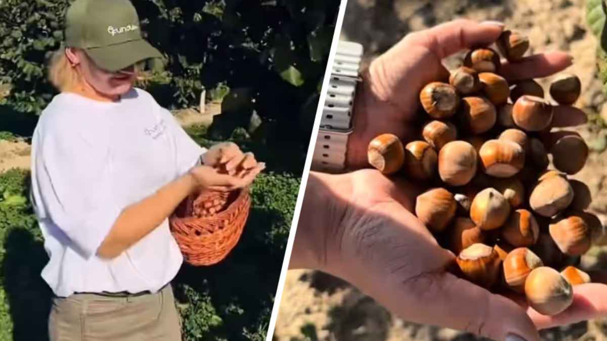 Белорусам предложили самостоятельно собрать фундук «по самой вкусной цене» - «Не такая уж и маленькая»