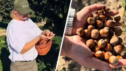 Белорусам предложили самостоятельно собрать фундук «по самой вкусной цене» — «Не такая уж и маленькая»