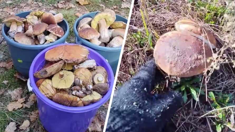 «В лесу мало, а тут попадаются» - Грибник показал, где белорусам набрать полные корзины белых в начале октября