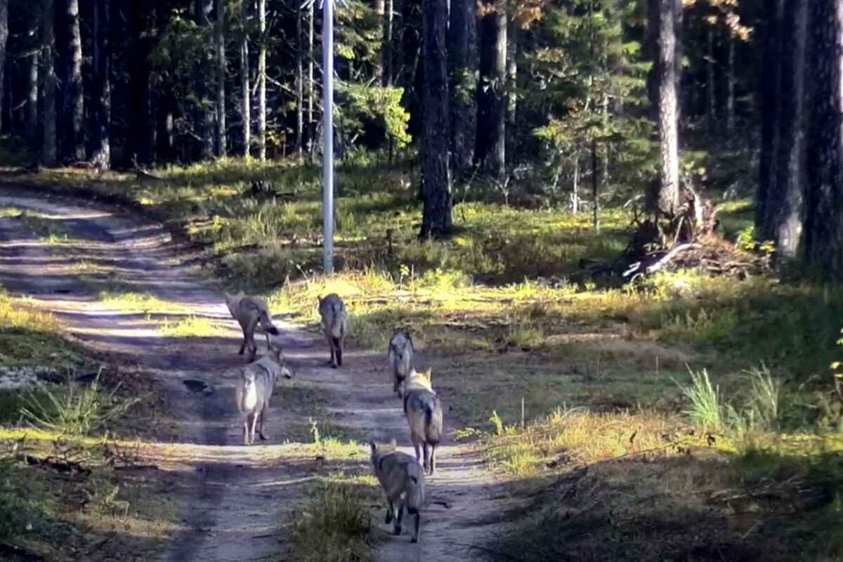 Фото: Служба госохраны Литвы