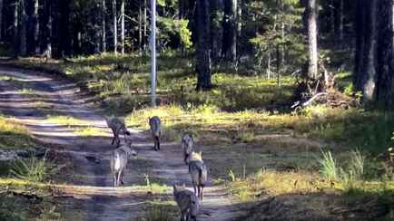 Литовские пограничники показали видео 9 белорусских волков-«нелегалов». Неужели те самые?