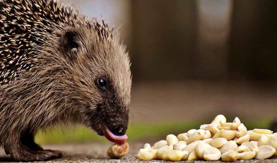 Опытные садоводы посоветовали проделать дыру в заборе, чтобы привлечь на участок этого хищника. Зачем?