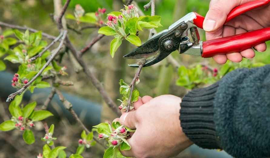 Эти 5 видов растений белорусам посоветовали не обрезать осенью – «Не зацветут и даже погибнут!»