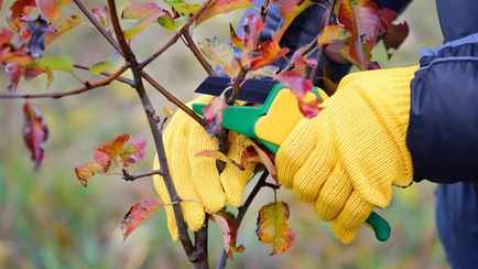 Надо ли обрезать плодовые деревья и кусты осенью? Биолог объяснила, как не навредить будущем урожаю