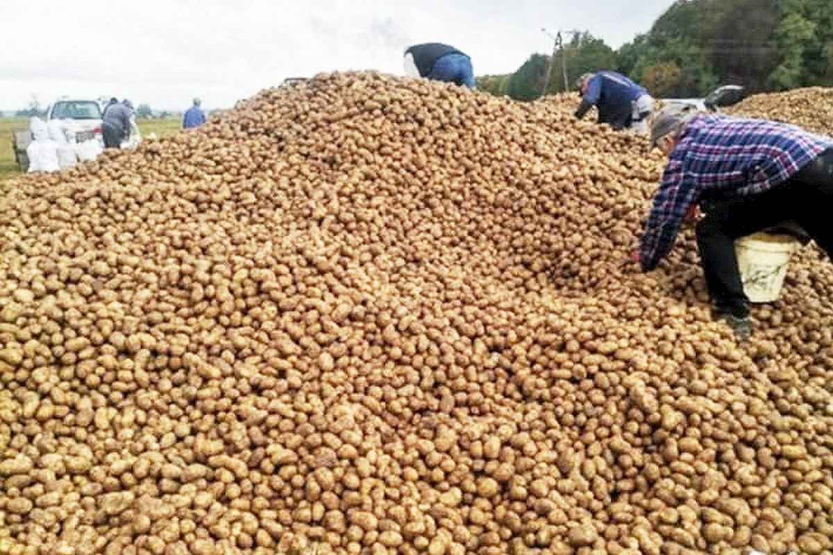 Дело «150 тонн бесплатной картошки»: прокуратура занялась расследованием