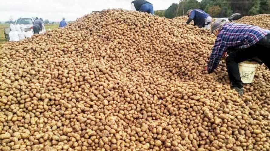 Дело «150 тонн бесплатной картошки»: прокуратура занялась расследованием