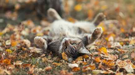 «Бабье лето» вместо зимы? В Беларусь спешит теплый циклон с Азорских островов