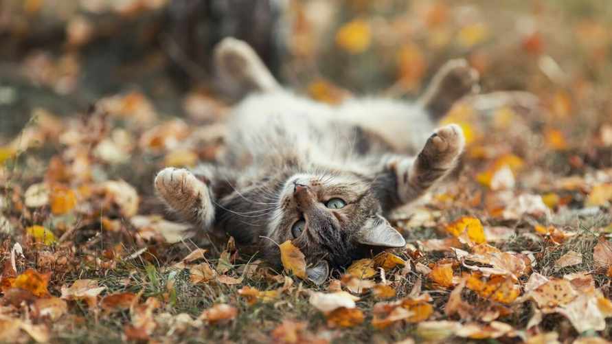 "Бабье лето" вместо зимы? В Беларусь спешит теплый циклон с Азорских островов