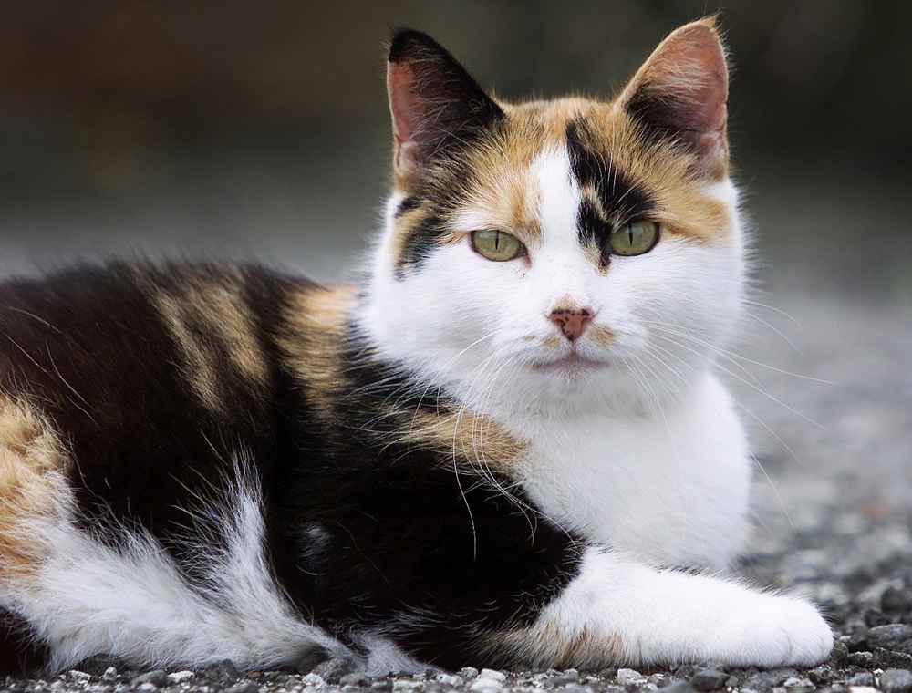 В Новой Зеландии объявили награды детям за убийство кошек. За что их решили уничтожить к 2050 году?
