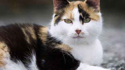 В Новой Зеландии объявили награды детям за убийство кошек. За что их решили уничтожить к 2050 году?