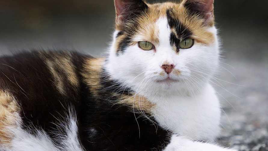 В Новой Зеландии объявили награды детям за убийство кошек. За что их решили уничтожить к 2050 году?