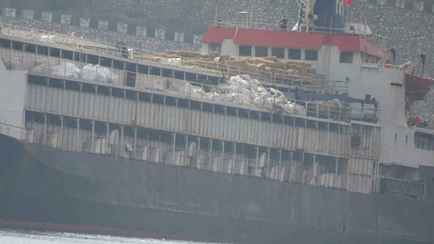 Тысячи коров застряли на корабле. Зоозащитники бьют тревогу