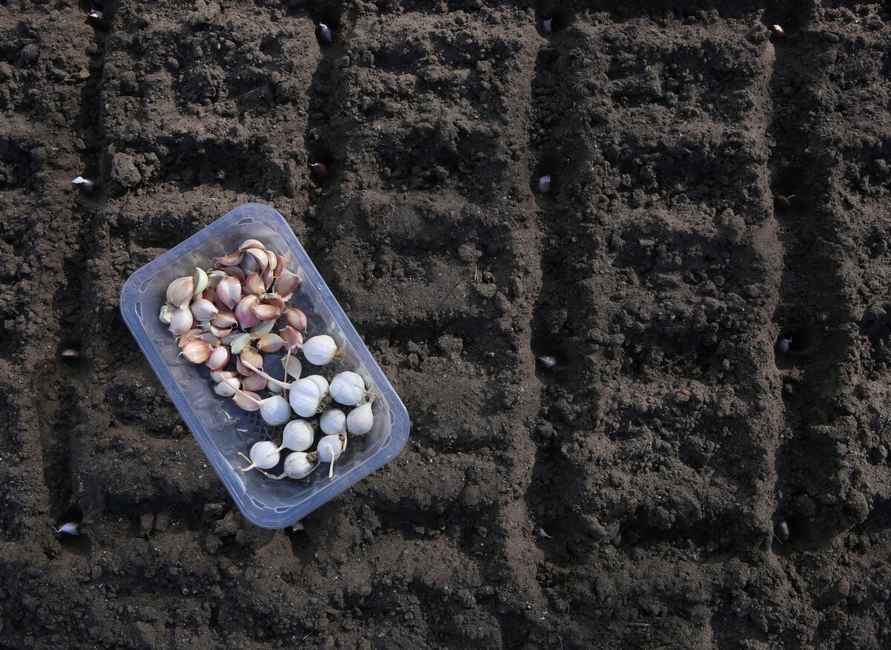 Посадить, защитить и убрать. Список последних обязательных работ в огороде в ноябре