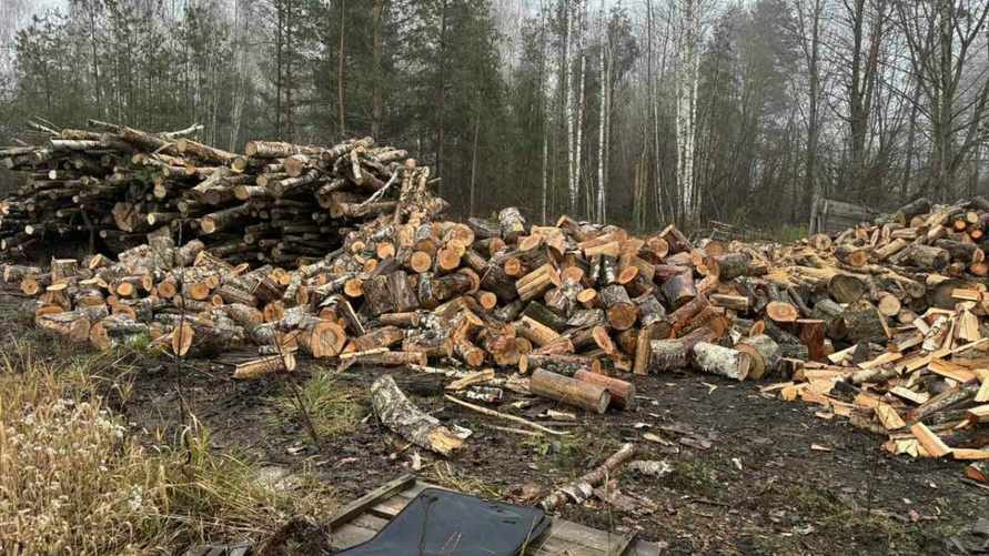 Минлесхоз отправил "тайных покупателей" дров в свои лесхозы. Что из этого вышло?