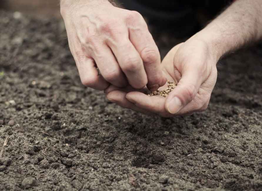 Эти 5 видов овощей и зелени лучше сажать перед самыми заморозками – дадут урожай на месяц раньше