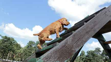 Минский судья предупредил владельцев собак о «субъективном» мнении, которое грозит сутками и общественными работами