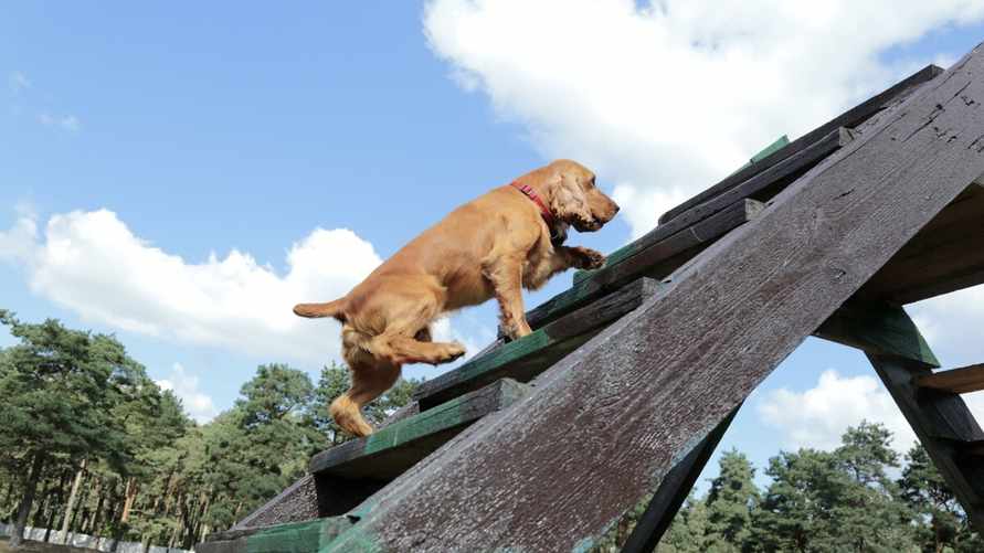 Минский судья предупредил владельцев собак о "субъективном" мнении, которое грозит сутками и общественными работами