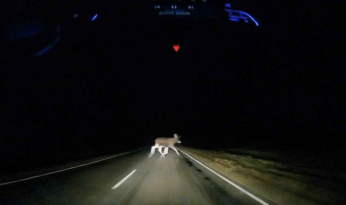 «В тумане местами лоси»: белорус снял выскочившее под машину дикое животное