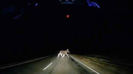 «В тумане местами лоси»: белорус снял выскочившее под машину дикое животное