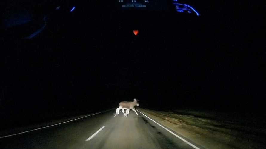 «В тумане местами лоси»: белорус снял выскочившее под машину дикое животное