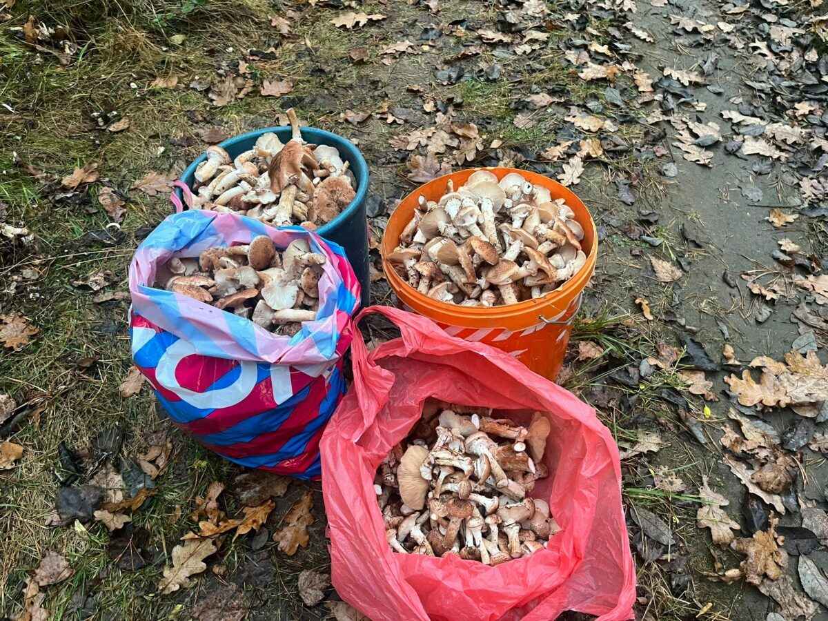 Нормально пошли - Грибники показали, где в Беларуси выстрелили осенние опята