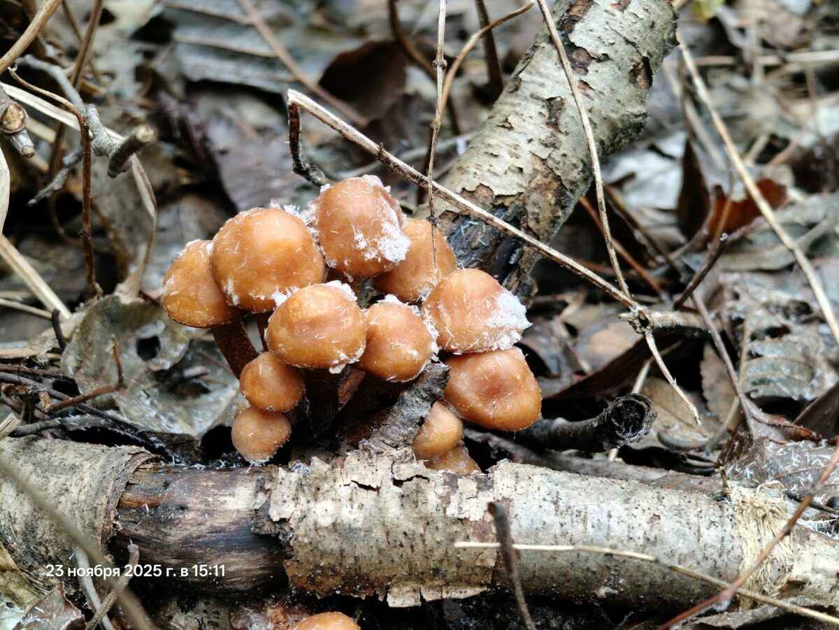 «Зимние» боровики, лисички и опята. Белорусы отказались закрывать грибной сезон, несмотря на снегопады