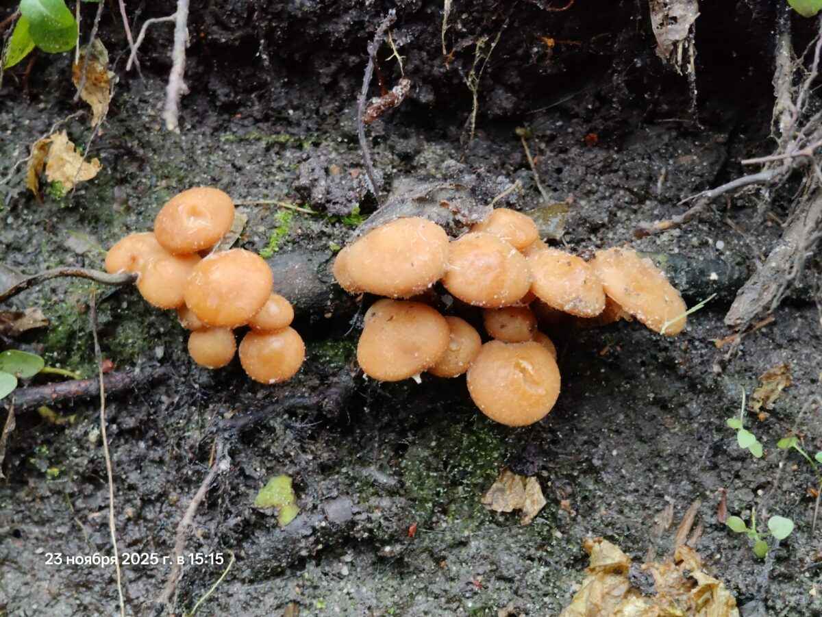 «Зимние» боровики, лисички и опята. Белорусы отказались закрывать грибной сезон, несмотря на снегопады