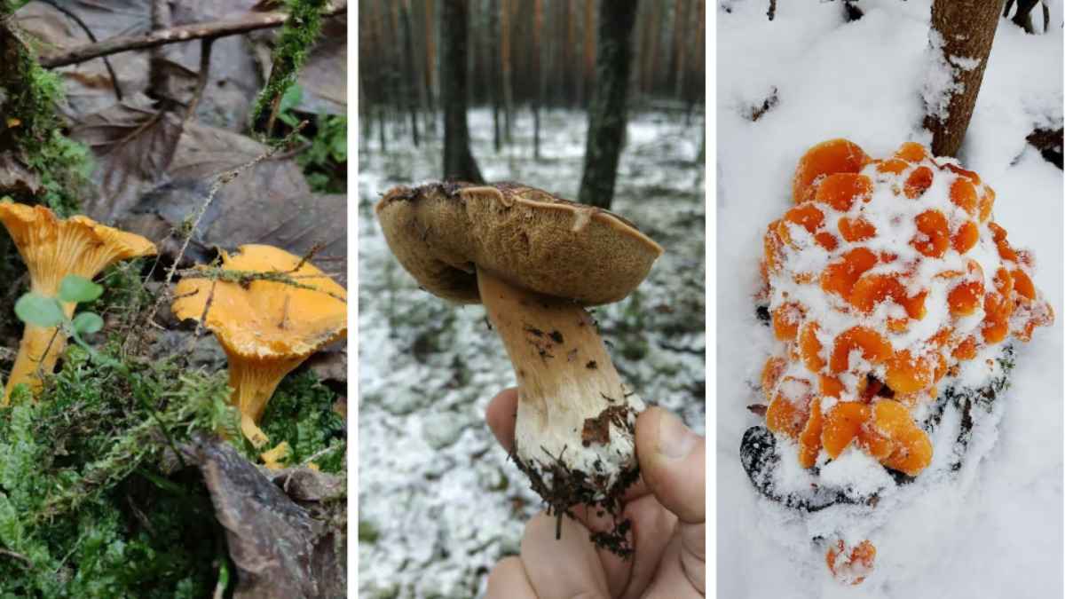 «Зимние» боровики, лисички и опята. Белорусы отказались закрывать грибной сезон, несмотря на снегопады