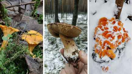 «Зимние» боровики, лисички и опята. Белорусы отказались закрывать грибной сезон, несмотря на снегопады