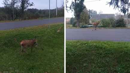 Жители деревни под Молодечно вышли на ночное дежурство из-за «бешеной» косули – «Зависала на месте, бросалась под машины»