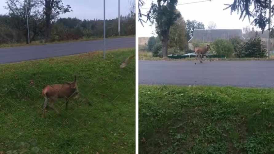 Жители деревни под Молодечно вышли на ночное дежурство из-за «бешеной» косули – «Зависала на месте, бросалась под машины»