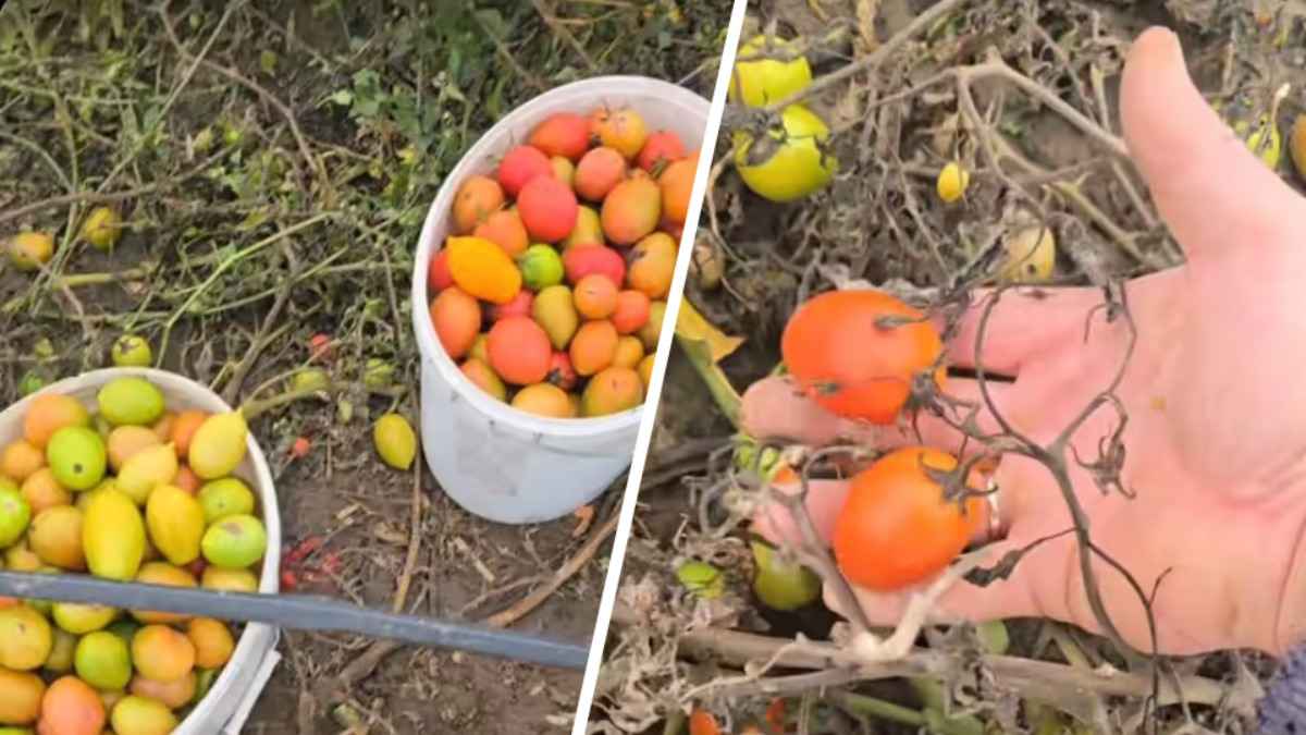 Фермер предложил белорусам помидоры за 1 рубль. В чём нюанс?