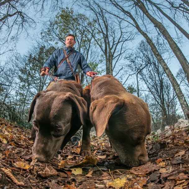 В Европе цена за килограмм этого гриба подскочила до 5 000 евро