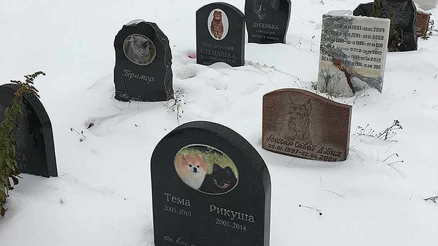 Штраф до 1260 руб. Белорусам назвали альтернативу скотомогильникам для захоронения своих котов и собак