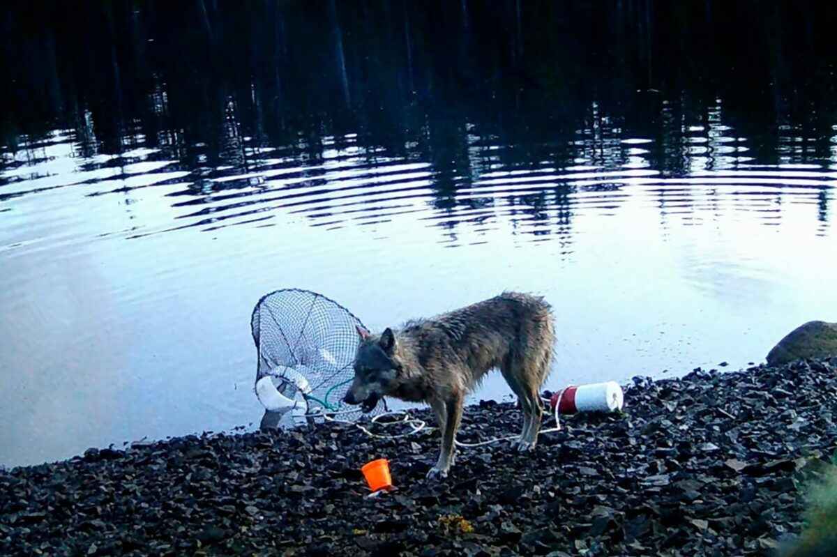 Скриншот видео