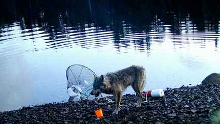 Используют орудия? Учёные сняли на скрытую камеру подтверждение интеллекта волков