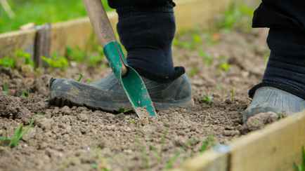 Эти 5 видов овощей и зелени лучше сажать перед самыми заморозками – дадут урожай на месяц раньше