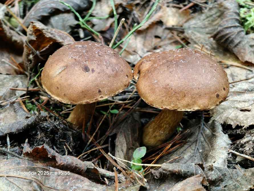 «Зимние» боровики, лисички и опята. Белорусы отказались закрывать грибной сезон, несмотря на снегопады