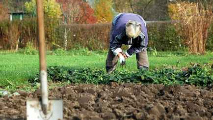 Посадить, защитить и убрать. Список последних обязательных работ в огороде в ноябре
