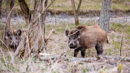 На литовском курорте пожаловались на нашествие кабанов — «Как тараканы»