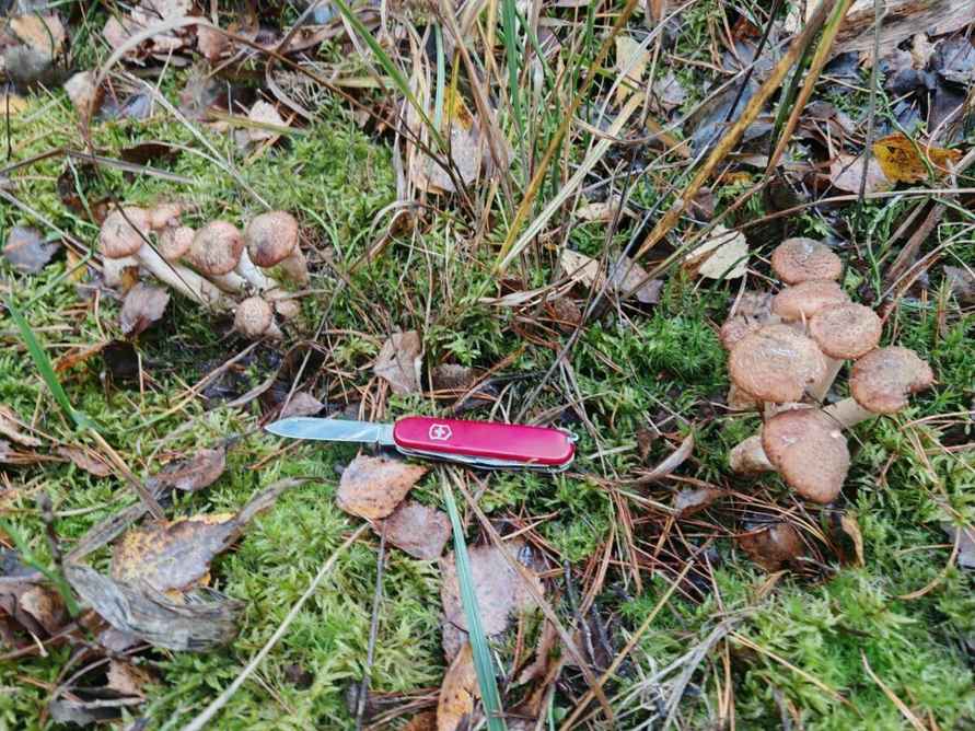 Нормально пошли - Грибники показали, где в Беларуси выстрелили осенние опята