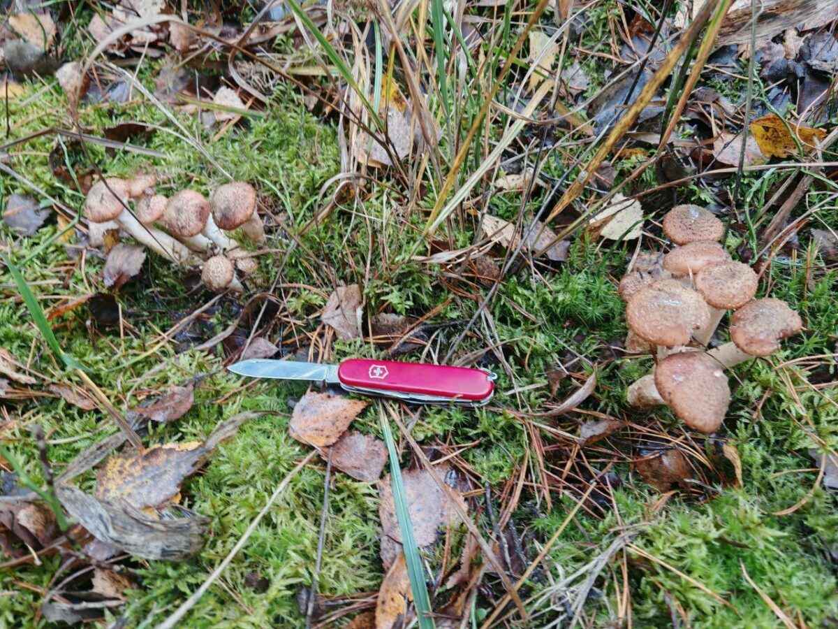 Нормально пошли - Грибники показали, где в Беларуси выстрелили осенние опята