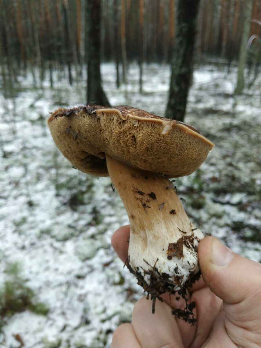 «Зимние» боровики, лисички и опята. Белорусы отказались закрывать грибной сезон, несмотря на снегопады
