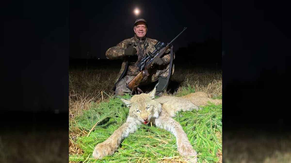 В БООР показали первую убитую за 40 лет в Беларуси рысь