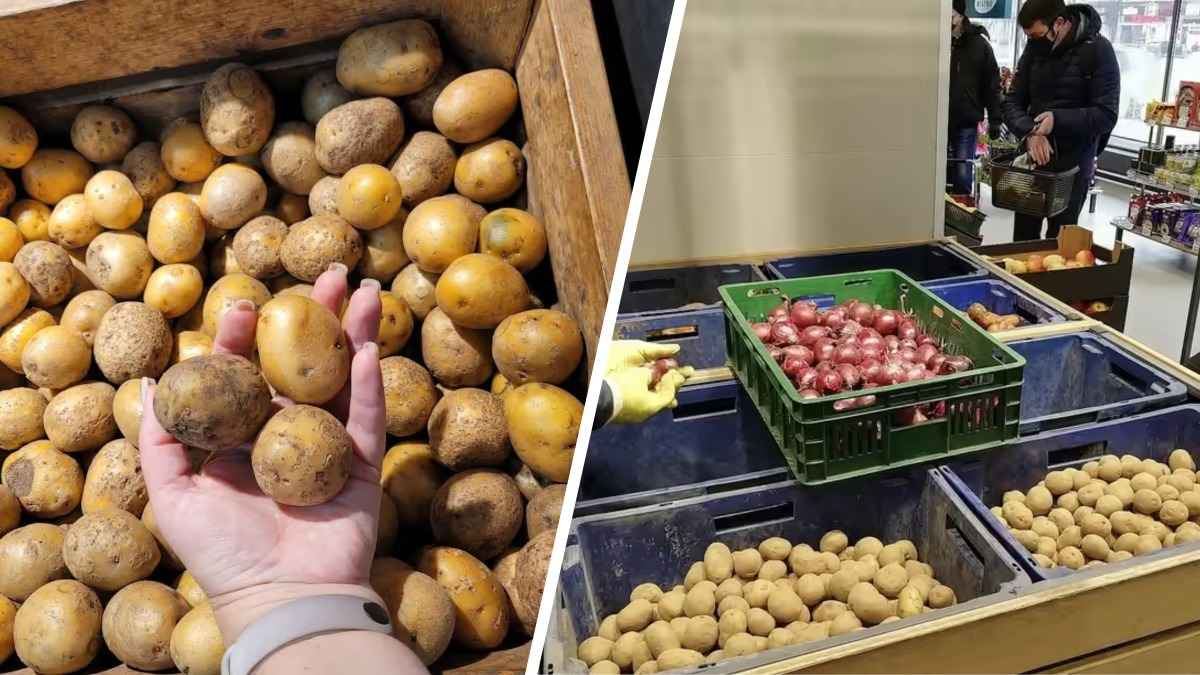 В магазин теперь с линейкой? МАРТ объявил новый ГОСТ для белорусской картошки