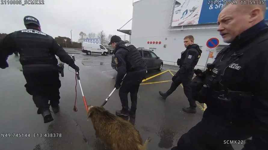 Дикий кабан устроил переполох в торговом центре