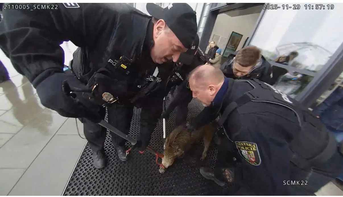 Дикий кабан устроил переполох в торговом центре