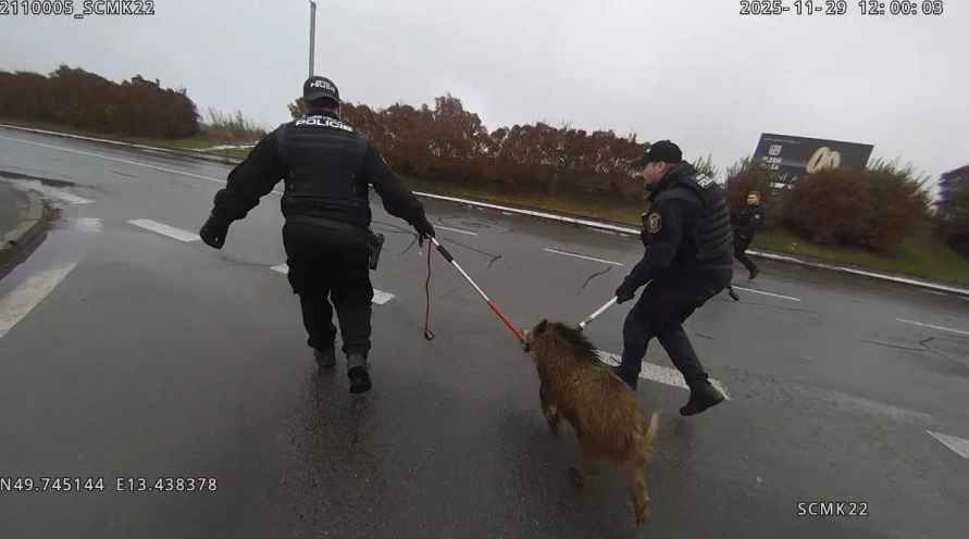 Дикий кабан устроил переполох в торговом центре