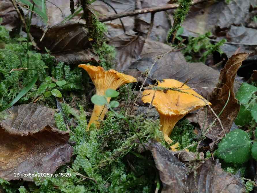 «Зимние» боровики, лисички и опята. Белорусы отказались закрывать грибной сезон, несмотря на снегопады
