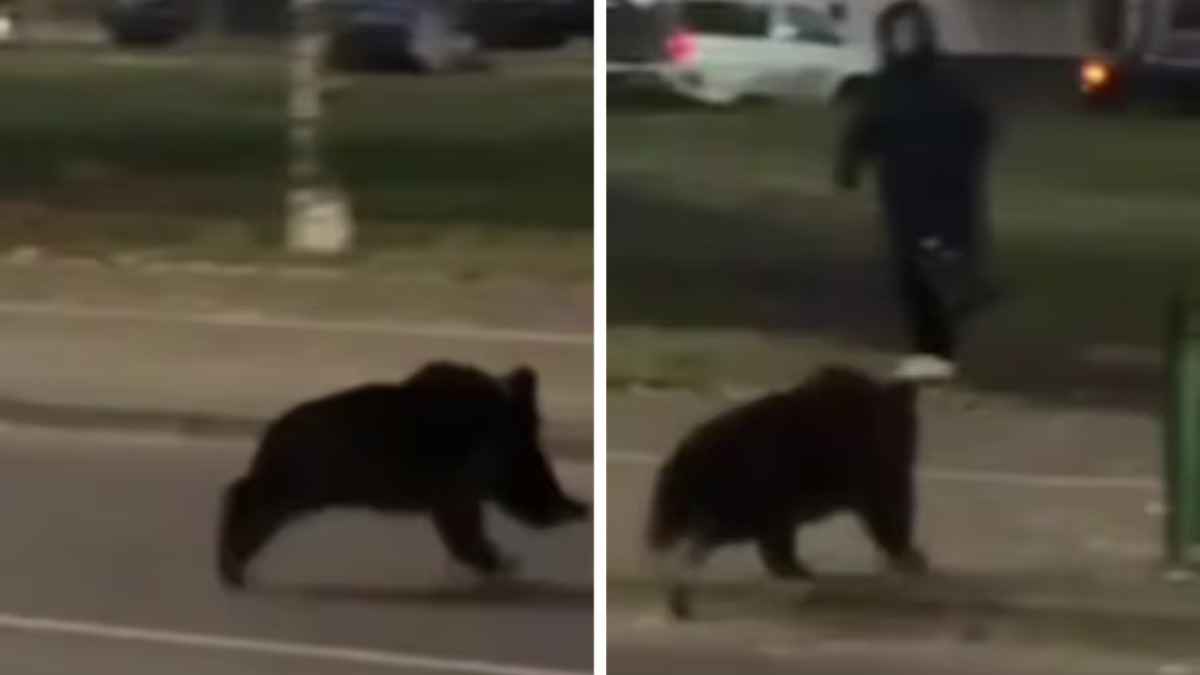 В центре Витебска заметили «законопослушного» медвежонка